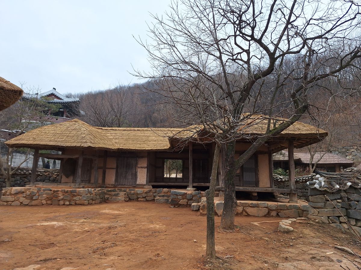 용인 대장금파크 천연볏짚 이엉잇기