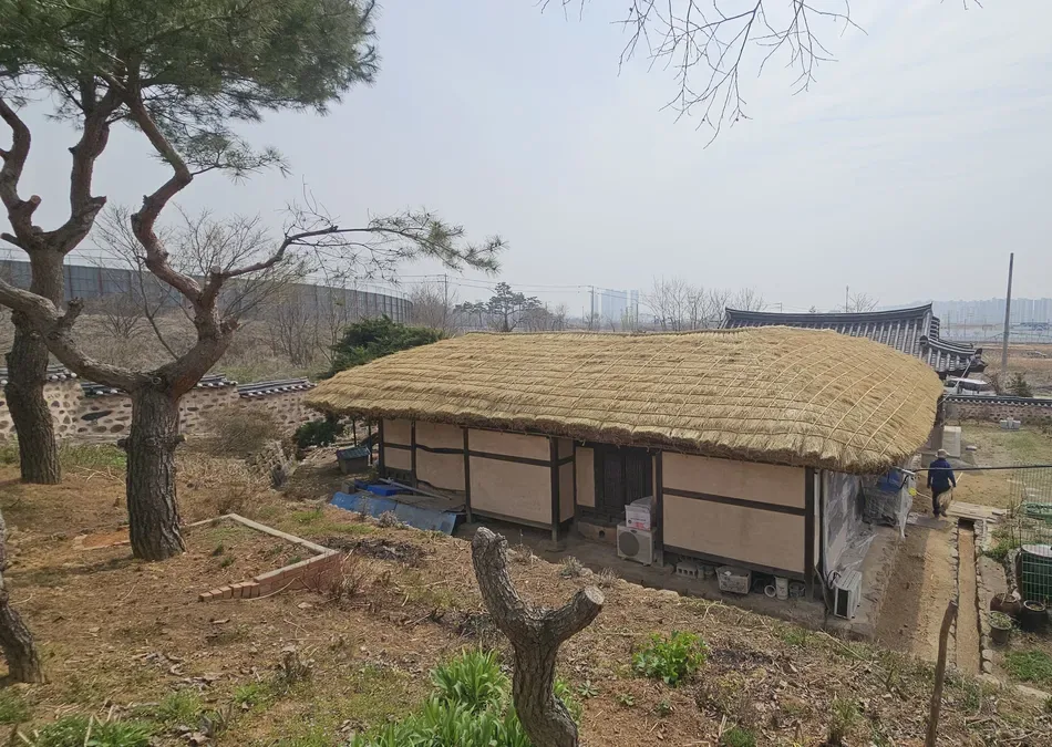 평택 안재홍생가 천연볏짚 이엉잇기